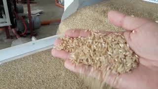 Brown rice mill unpolished rice ricemill [upl. by Matazzoni461]