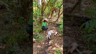 Bezerrinho nasceu sem vida e a vaca se recuperou graças a Deus Vlog rural sitio pecuaria lida [upl. by Heaps]