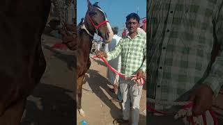 😍😍😍 Pushkar Mela horse😘 [upl. by Nitsu]