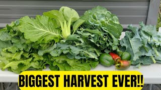 BIGGEST BRASSICA HARVEST ON YOUTUBE  MUST SEE [upl. by Akinyt99]