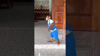 Lets rock it  CUTIS cutis monkey shortvideo [upl. by Saphra]