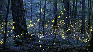 Tennessee Synchronous Fireflies  Great Smoky Mountains [upl. by Cathrine926]