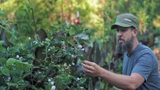 How to Propagate Blackberries with a Machete IN SECONDS the Super Easy Way [upl. by Akiria]