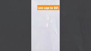 Love cage BSFL insect lovecage bsfl insectfarming [upl. by Ashla266]