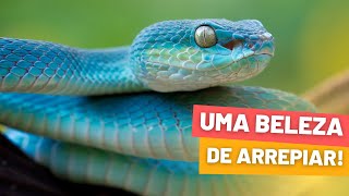 VÍBORAAZUL  Uma COBRA RARA E LINDA [upl. by Valaree]