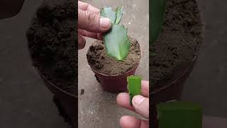 Christmas cactus cuttings planted in sand [upl. by Catherina]