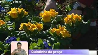 Dica de jardinagem Flores da época  Praça da Alegria [upl. by Ahtela]