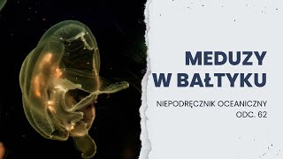 CHEŁBIA MODRA i BEŁTWA WŁOSIENNIK czyli o meduzach w Bałtyku  Niepodręcznik Oceaniczny odc 62 [upl. by Flight369]