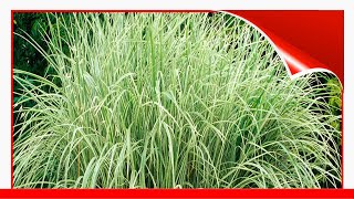 8 Best Ornamental Grasses To Add Privacy To The Garden 🛋️ [upl. by Luing]