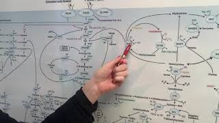 MTHFR  High homocysteine and Low homocysteine [upl. by Casey]