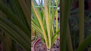 Sulcata Hyb Variegata from My Sansevieria Collection 🌵 [upl. by Ennairoc329]