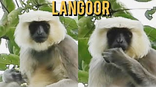 Langoors behavior হনুমানের কীর্তি খাদ্যরসিক হনুমানের দল wildlife animals langoor hanuman [upl. by Etnwahs863]