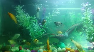 fish for fish tank at home [upl. by Tristis]