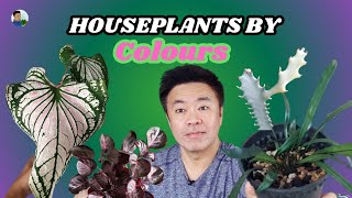 A 51year old plant guy with his very BLUE plant and other coloured plants [upl. by Rafaelof]