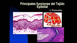 TEMA 10 TEJIDO EPITELIAL  DE HISTOLOGIA Y EMBRIOLOGIA  Dr Ariel Lionel Sangueza A [upl. by Lopez]