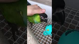 The nanday conure Aratinga nenday Young parrot birds [upl. by Nomled9]