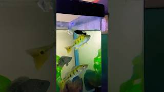 Live feeding 😱 monsterfishtank freshwaterfish shorts monsteraquarium peacockbass monsterfish [upl. by Gotthard]