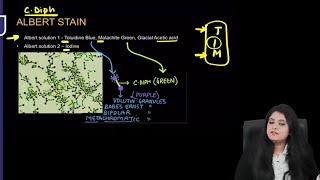 Microbiology RR  Part1  Dr Preeti Maam  FMGE NEETPG [upl. by Aneej]