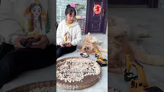 Cute Dog Gril 🐩🐩 moment videos 2022 🐕‍🐕 dogs ears Compilation 323 [upl. by Sanfred]