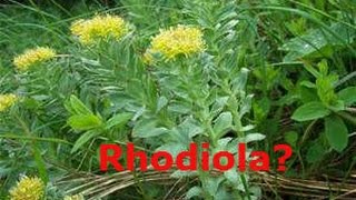 Rhodiola XS Energy  Focus [upl. by Rehpotsyrk]