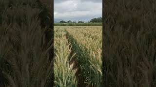 Nuevas líneas Élite de triticale 2024 [upl. by Billy]