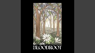 Bloodroot [upl. by Brookner959]