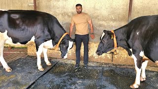 85000 rate milk teeth 🔝quality Heffers online order for jharkhand seraikela from jollydairyfarm [upl. by Swords193]