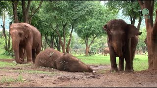 Afternoon Nap Time for KhamLa  ElephantNews [upl. by Ellehcsar]