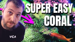 Green Star Polyps Are The BEST Soft Coral For Beginners Care Guide [upl. by Crispa309]