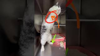 Cats dont have two front legs catvideos cats catlover [upl. by Kriss]