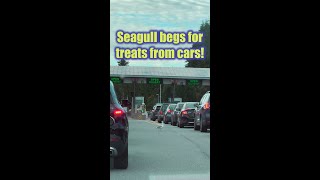 Seagull begs cars for food [upl. by Ahsirtap43]