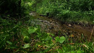 Babbling brook in the green forest 8 hours of relaxing water sounds [upl. by Eirotal]