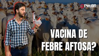 VACINA DE FEBRE AFTOSA E ABATE O QUE TEM A VER [upl. by Vowel]