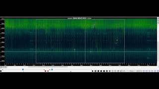 Pipistrellus pipistrellus maternity roost 2022c social calls C [upl. by Breena]