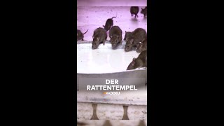 Hier huschen einem Ratten über die Füße shorts [upl. by Gabey]