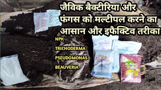 How to multiply npk bacteria pseudomonas beauveria in organic carbon lahsun ke liye best basle dose [upl. by Flossy]