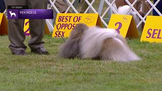 Pekingese  Breed Judging 2021 [upl. by Nennahs]