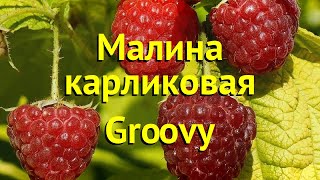 Малина карликовая Груви Краткий обзор описание характеристик rubus idaeus Groovy [upl. by Notseh]