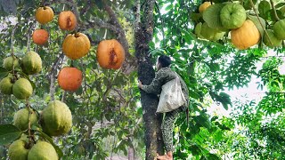 Orphan boy living with grandparents Harvest giant forest mangosteen sour bring to market to sell [upl. by Julita]