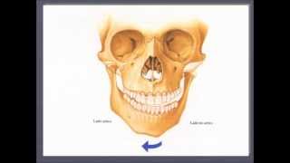 FISIOLOGIA MANDIBULAR [upl. by Ydnerb]