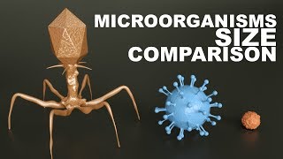 MICROORGANISMS Size Comparison  3D [upl. by Allerim]