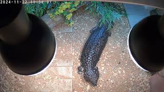 possibly gravid female shingleback skink [upl. by Alodi358]