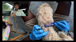 Pulling Off Ticks with a Comb  Tick Infested Dog  Parasite control veterinary dog [upl. by Aisad888]