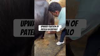 Upward fixation of patella l dr Umar khan [upl. by Eon]