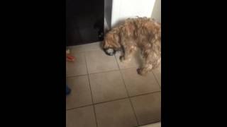 Wheaten Terrier Puppy blows bubbles in his food bowl [upl. by Harrak792]