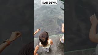 Cibulan ikan dewa cibulan jawabarat kuningan [upl. by Federico]