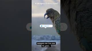 10 Amazing Facts  The Rare Bird Kakapo ✨😍 animals parrot kakapo [upl. by Einahc]