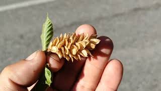 Ostrya carpinifolia  edible Hop Hornbeam seeds surrounded by itching powder [upl. by Sacha]