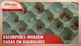 Moradores de Guarulhos SP reclamam de infestação de escorpiões  Chega Mais Notícias 121124 [upl. by Shellie]