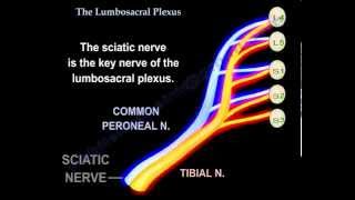 Lumbosacral Plexus  Everything You Need To Know  Dr Nabil Ebraheim [upl. by Vange]